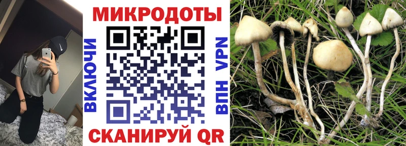 Псилоцибиновые грибы Cubensis Циолковский